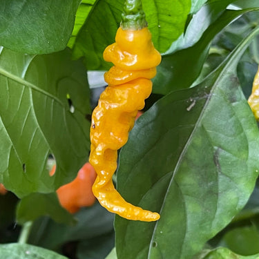Habanero Lightning Mustard - Seeds - The Pepper Pantry (Formerly Marie Sharp's)